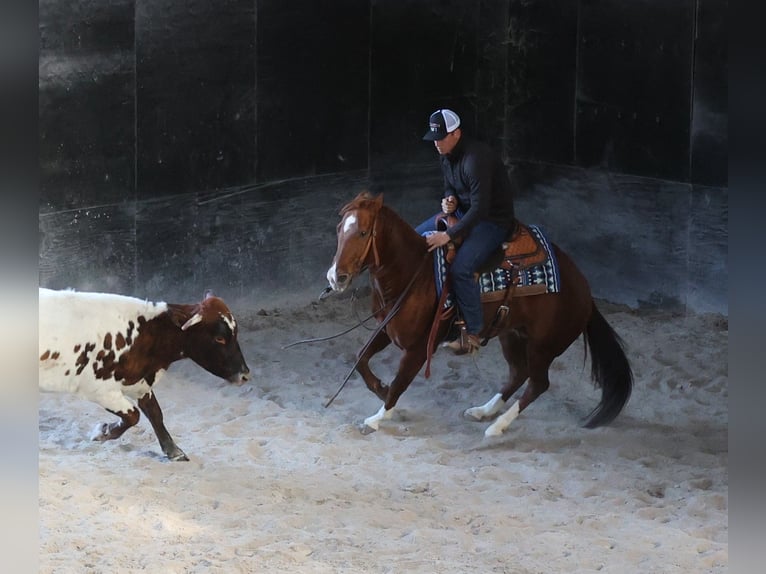 American Quarter Horse Castrone 12 Anni 157 cm Sauro ciliegia in Brodhead Ky