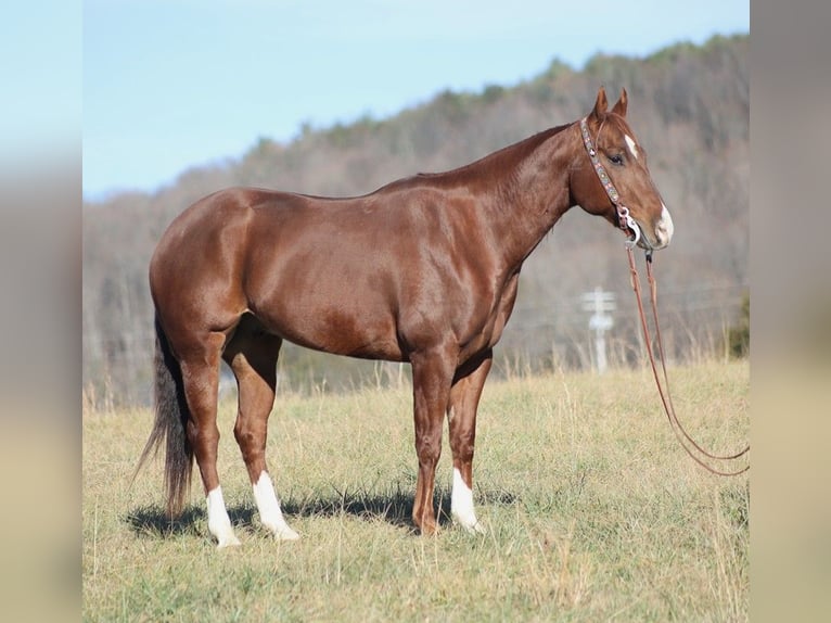 American Quarter Horse Castrone 12 Anni 157 cm Sauro ciliegia in Brodhead Ky