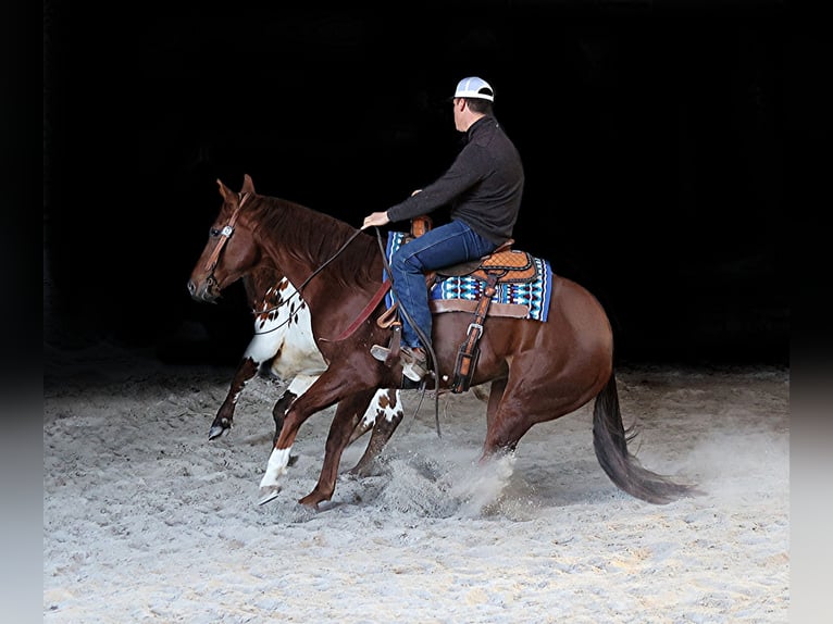 American Quarter Horse Castrone 12 Anni 157 cm Sauro ciliegia in Brodhead Ky