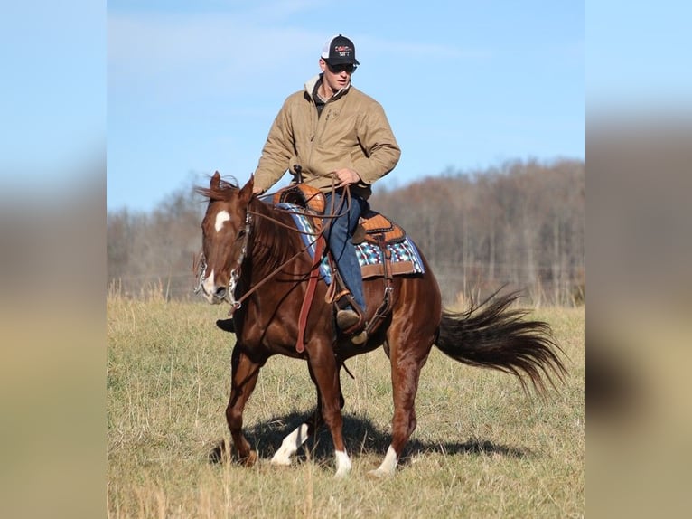 American Quarter Horse Castrone 12 Anni 157 cm Sauro ciliegia in Brodhead Ky