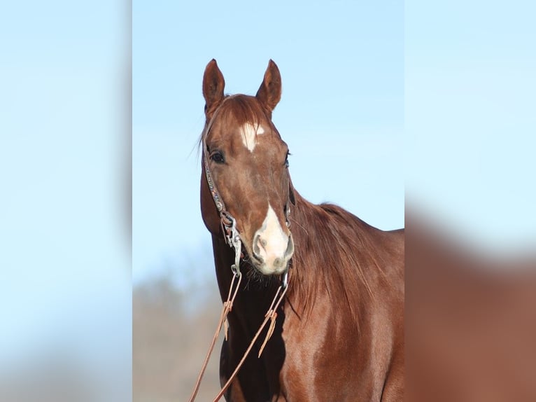 American Quarter Horse Castrone 12 Anni 157 cm Sauro ciliegia in Brodhead Ky