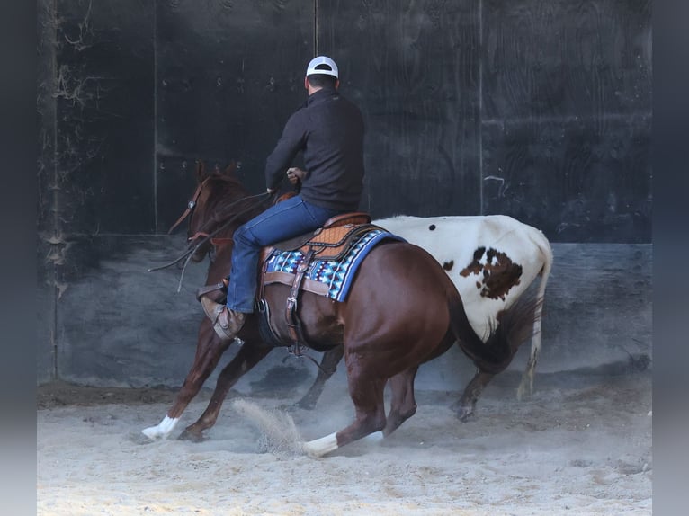 American Quarter Horse Castrone 12 Anni 157 cm Sauro ciliegia in Brodhead Ky