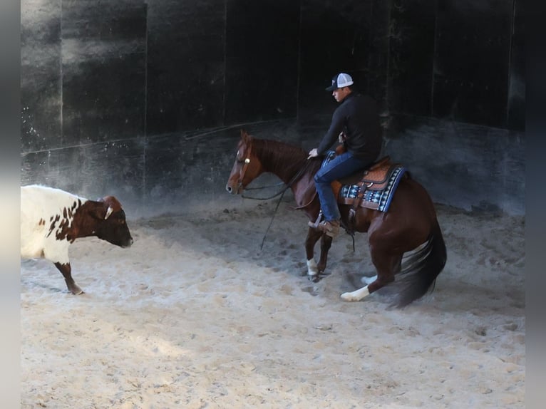 American Quarter Horse Castrone 12 Anni 157 cm Sauro ciliegia in Brodhead Ky