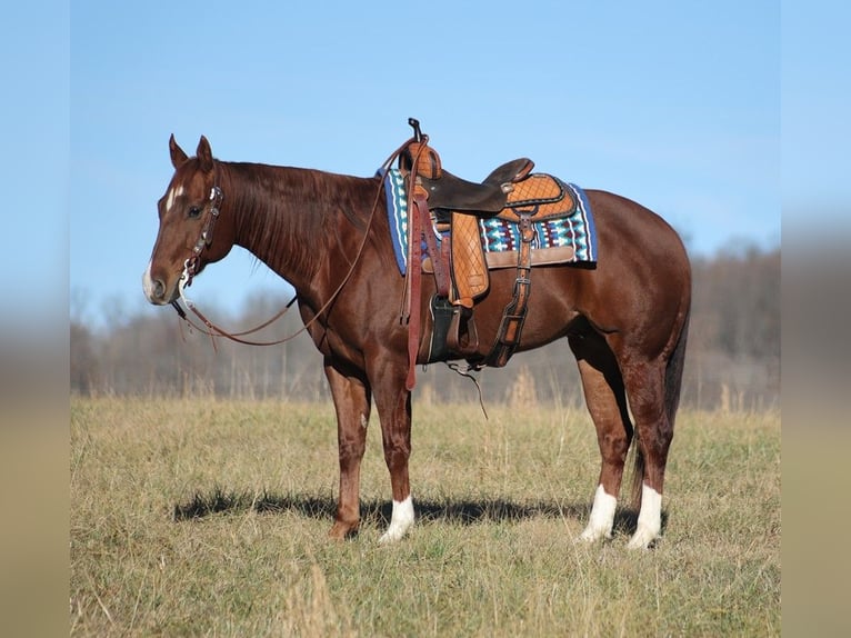 American Quarter Horse Castrone 12 Anni 157 cm Sauro ciliegia in Brodhead Ky