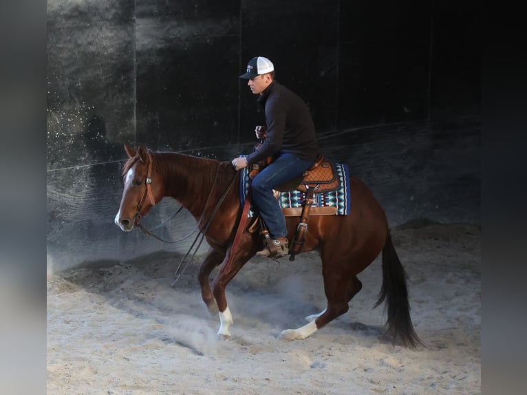 American Quarter Horse Castrone 12 Anni 157 cm Sauro ciliegia in Brodhead Ky