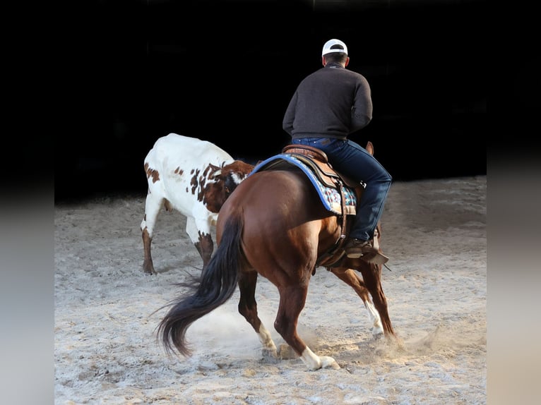 American Quarter Horse Castrone 12 Anni 157 cm Sauro ciliegia in Brodhead Ky