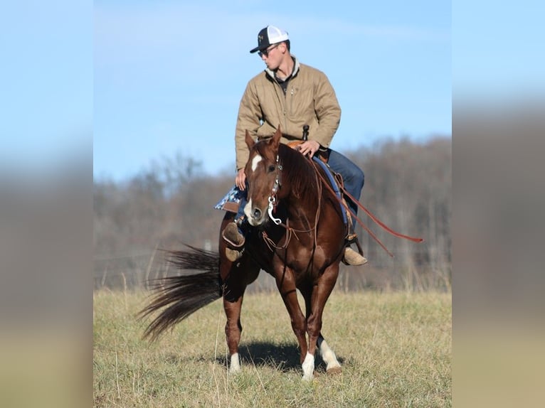 American Quarter Horse Castrone 12 Anni 157 cm Sauro ciliegia in Brodhead Ky