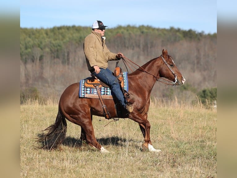 American Quarter Horse Castrone 12 Anni 157 cm Sauro ciliegia in Brodhead Ky