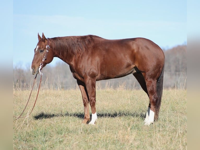 American Quarter Horse Castrone 12 Anni 157 cm Sauro ciliegia in Brodhead Ky