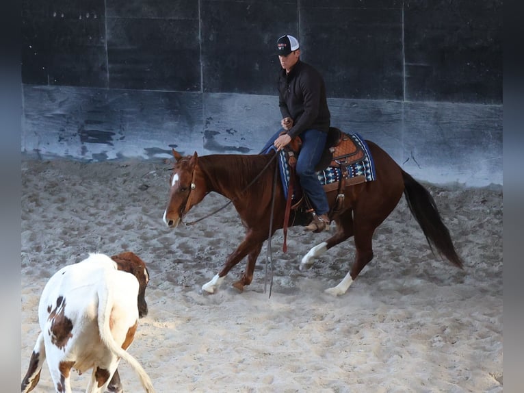 American Quarter Horse Castrone 12 Anni 157 cm Sauro ciliegia in Brodhead Ky