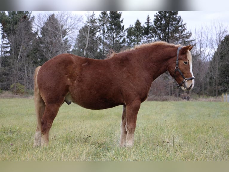 American Quarter Horse Castrone 12 Anni 157 cm Sauro scuro in Howell