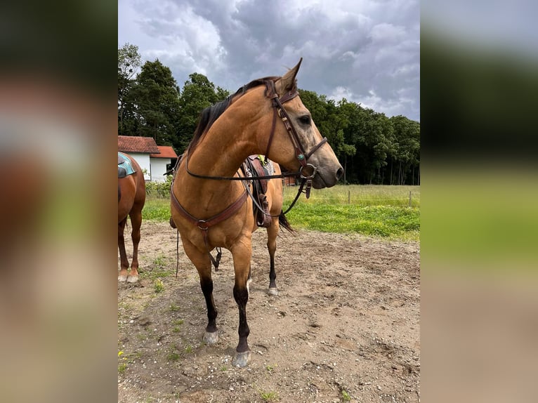 American Quarter Horse Castrone 12 Anni 158 cm Pelle di daino in Gorišnica