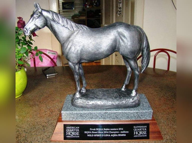 American Quarter Horse Castrone 12 Anni 158 cm Pelle di daino in Gorišnica