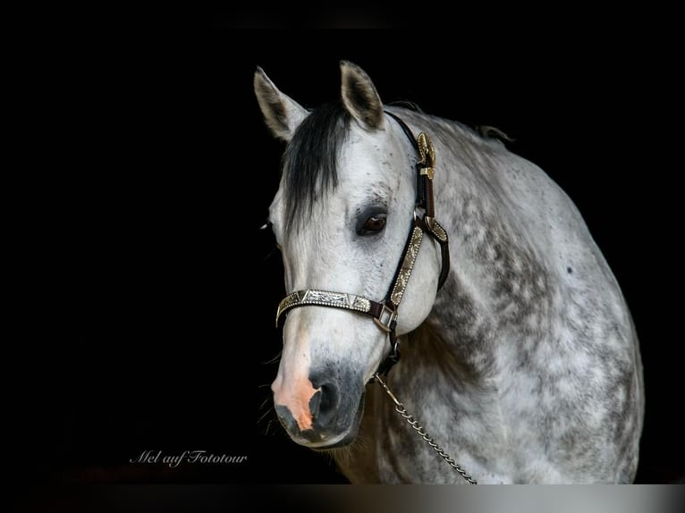 American Quarter Horse Castrone 12 Anni 159 cm Grigio trotinato in Bad Salzdetfurth