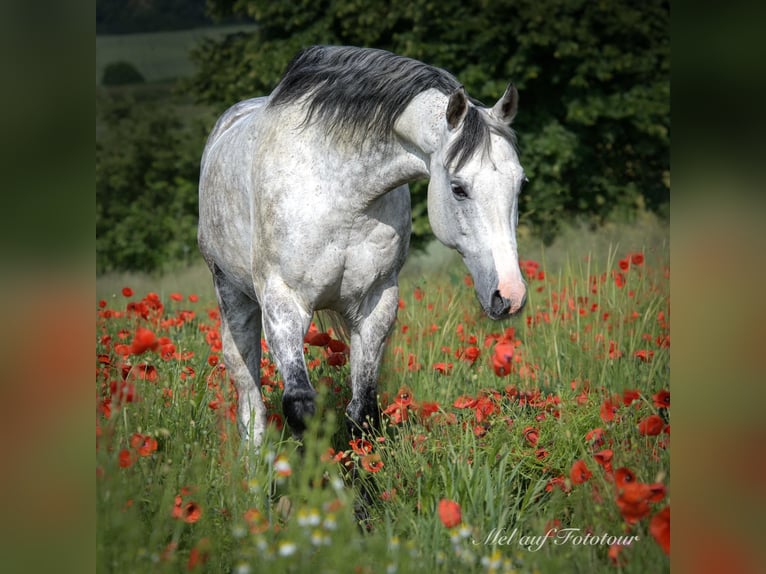 American Quarter Horse Castrone 12 Anni 159 cm Grigio trotinato in Bad Salzdetfurth