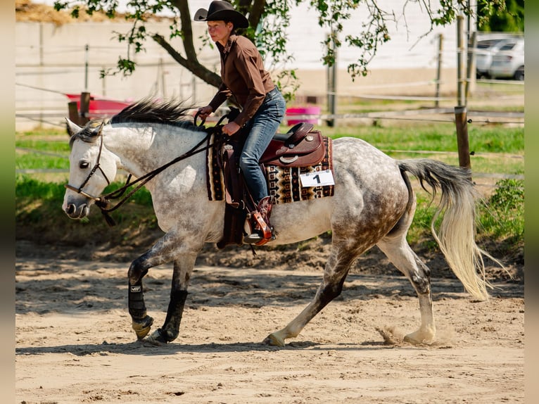 American Quarter Horse Castrone 12 Anni 159 cm Grigio trotinato in Bad Salzdetfurth