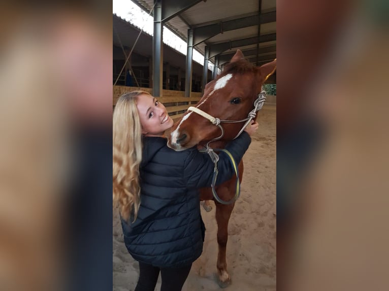 American Quarter Horse Castrone 12 Anni 159 cm Sauro in Eppelheim