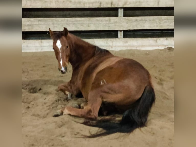 American Quarter Horse Castrone 12 Anni 159 cm Sauro in Eppelheim