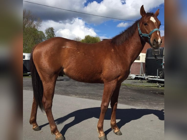 American Quarter Horse Castrone 12 Anni 159 cm Sauro in Eppelheim