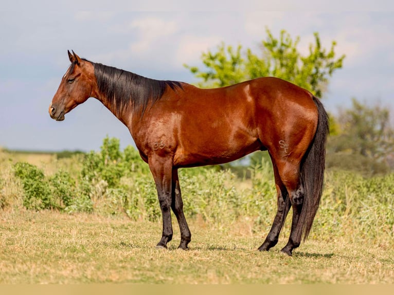 American Quarter Horse Castrone 12 Anni 160 cm Baio ciliegia in Weatherford TX