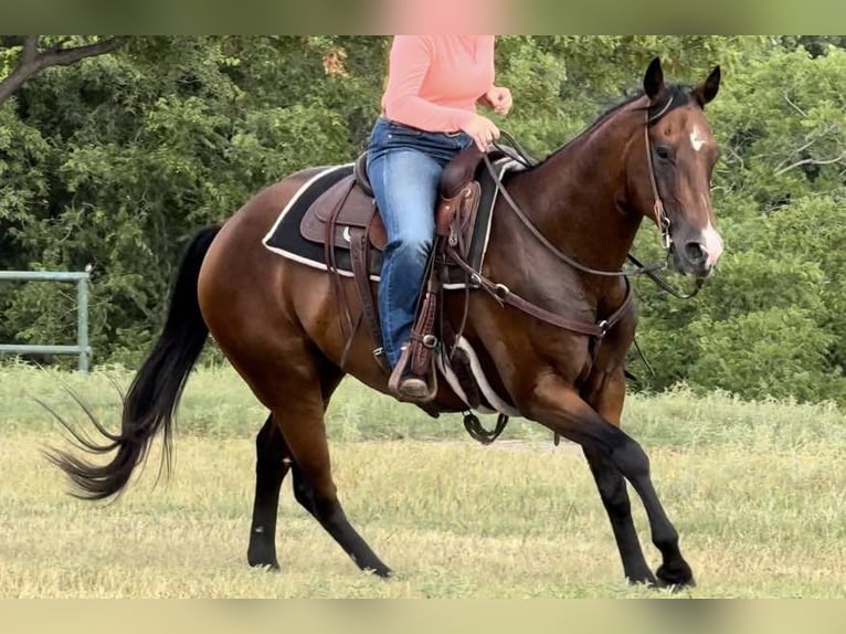 American Quarter Horse Castrone 12 Anni 160 cm Baio ciliegia in Weatherford TX