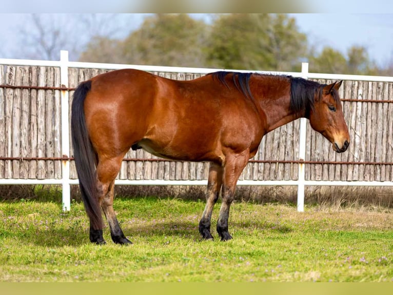 American Quarter Horse Castrone 12 Anni 160 cm Baio ciliegia in Weatherford TX