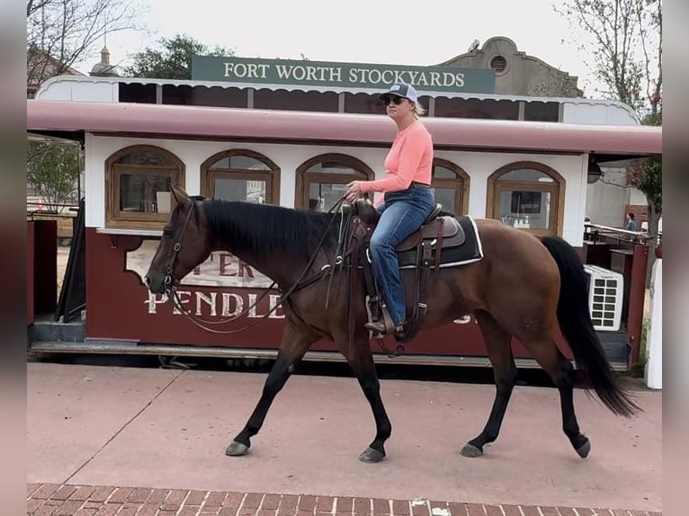 American Quarter Horse Castrone 12 Anni 160 cm Baio ciliegia in Weatherford TX