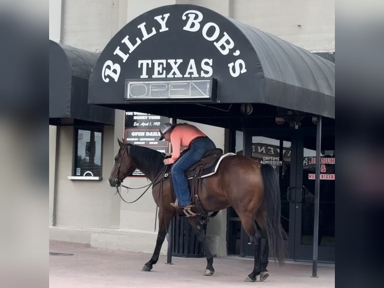 American Quarter Horse Castrone 12 Anni 160 cm Baio ciliegia in Weatherford TX