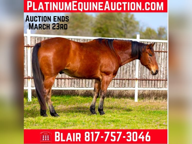 American Quarter Horse Castrone 12 Anni 160 cm Baio ciliegia in Weatherford TX