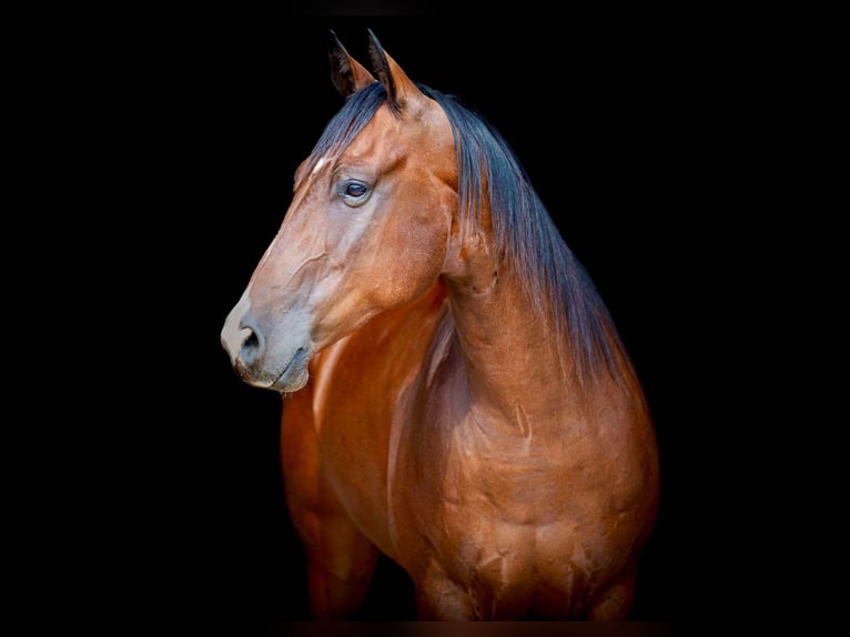 American Quarter Horse Castrone 12 Anni 160 cm Baio ciliegia in Weatherford TX