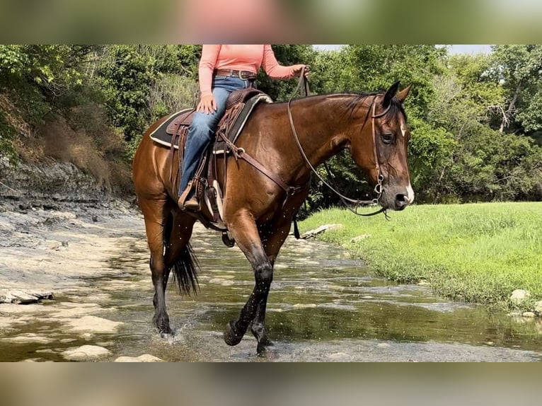 American Quarter Horse Castrone 12 Anni 160 cm Baio ciliegia in Weatherford TX