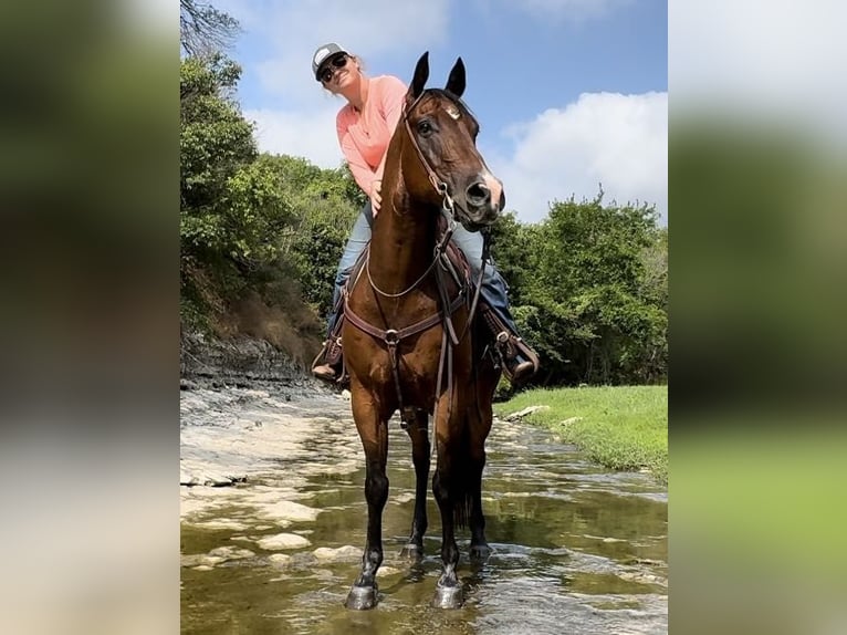 American Quarter Horse Castrone 12 Anni 160 cm Baio ciliegia in Weatherford TX