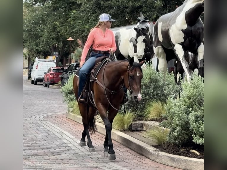 American Quarter Horse Castrone 12 Anni 160 cm Baio ciliegia in Weatherford TX