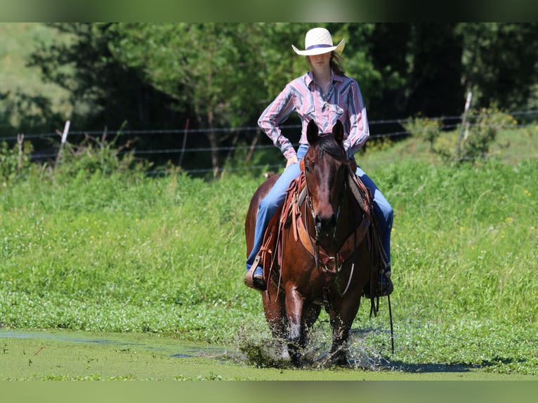 American Quarter Horse Castrone 12 Anni 160 cm Baio ciliegia in Carthage