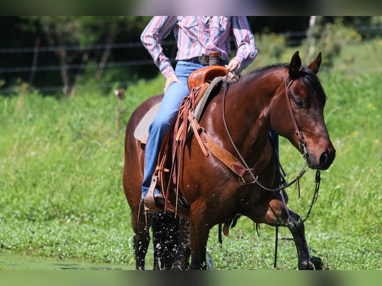 American Quarter Horse Castrone 12 Anni 160 cm Baio ciliegia in Carthage