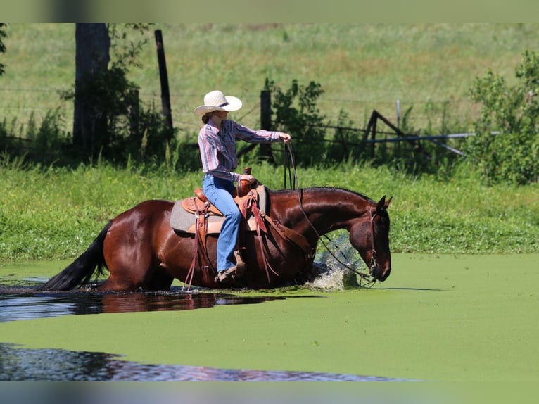 American Quarter Horse Castrone 12 Anni 160 cm Baio ciliegia in Carthage