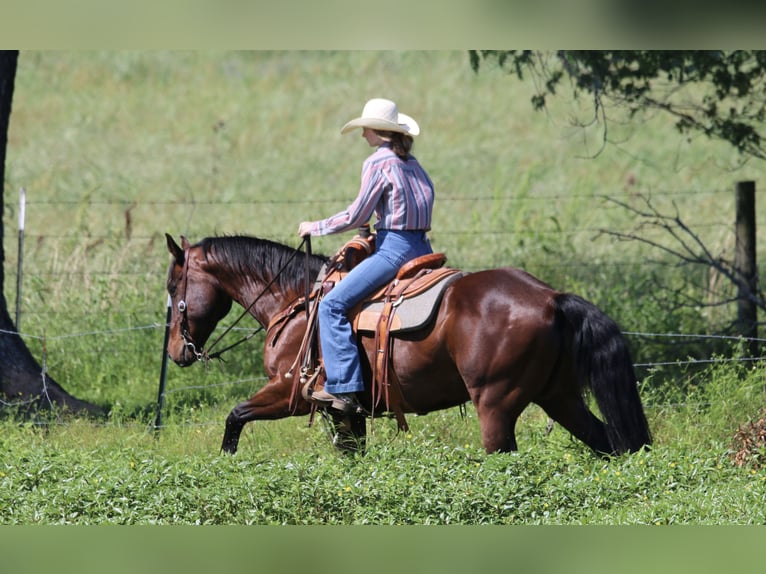 American Quarter Horse Castrone 12 Anni 160 cm Baio ciliegia in Carthage