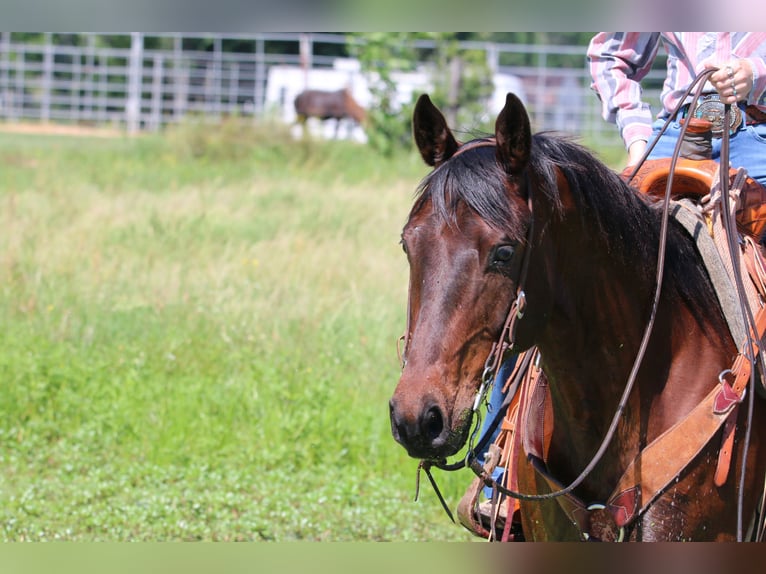 American Quarter Horse Castrone 12 Anni 160 cm Baio ciliegia in Carthage