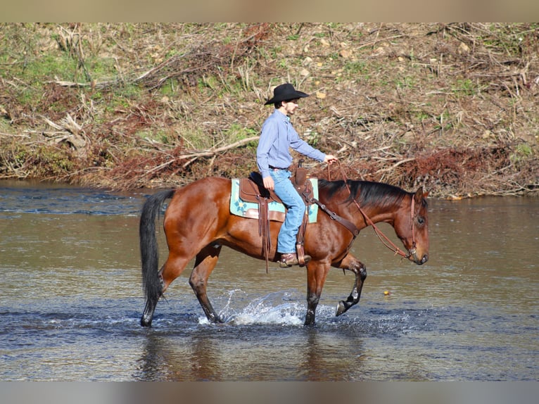 American Quarter Horse Castrone 12 Anni 160 cm Baio ciliegia in Clarion, PA