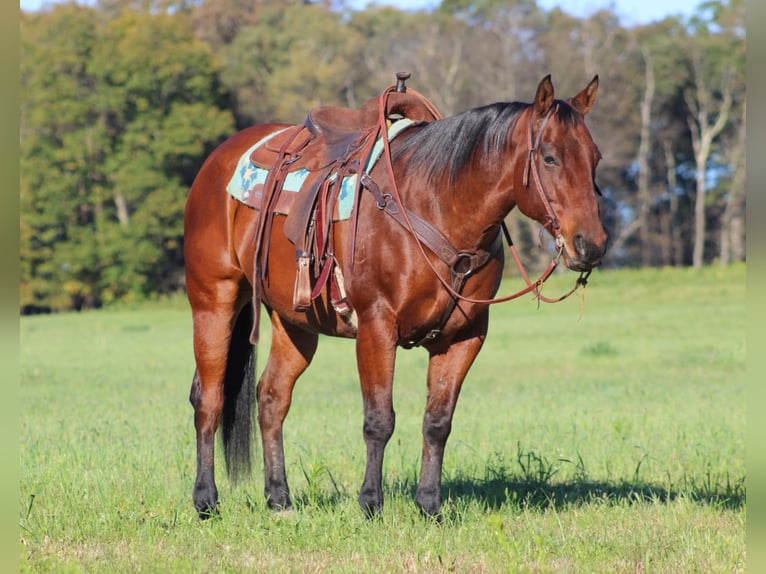 American Quarter Horse Castrone 12 Anni 160 cm Baio ciliegia in Clarion, PA