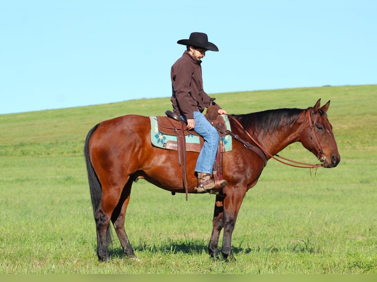 American Quarter Horse Castrone 12 Anni 160 cm Baio ciliegia in Clarion, PA