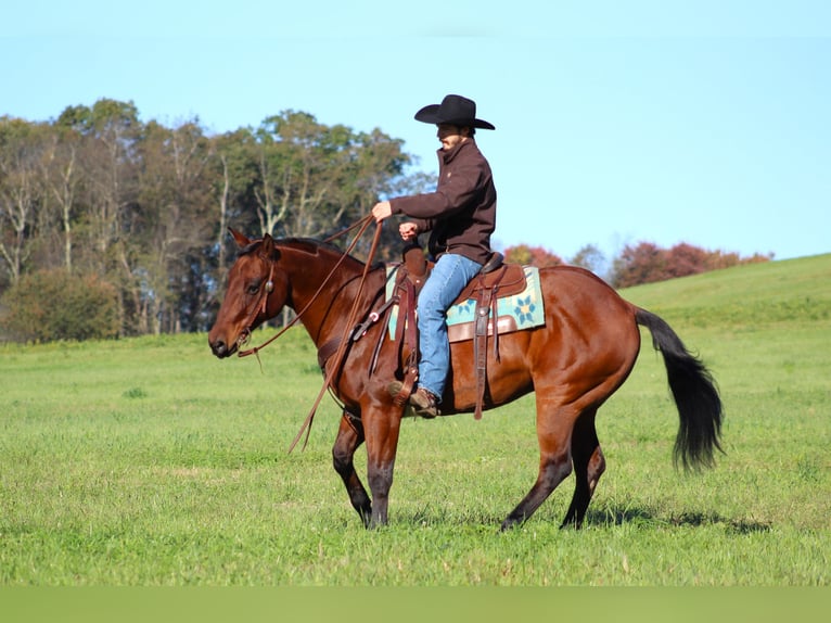 American Quarter Horse Castrone 12 Anni 160 cm Baio ciliegia in Clarion, PA