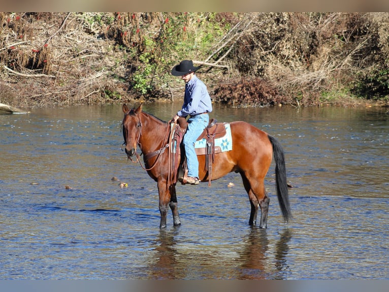 American Quarter Horse Castrone 12 Anni 160 cm Baio ciliegia in Clarion, PA