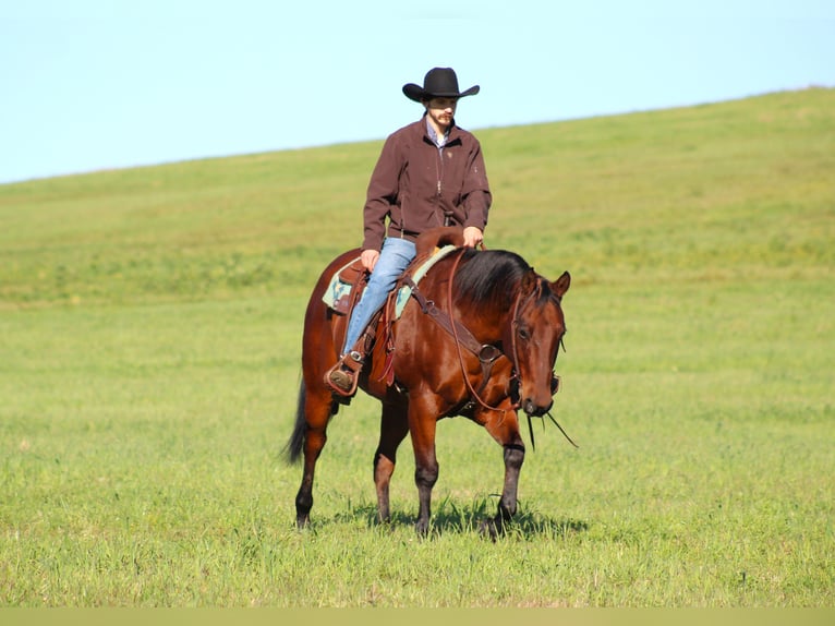 American Quarter Horse Castrone 12 Anni 160 cm Baio ciliegia in Clarion, PA