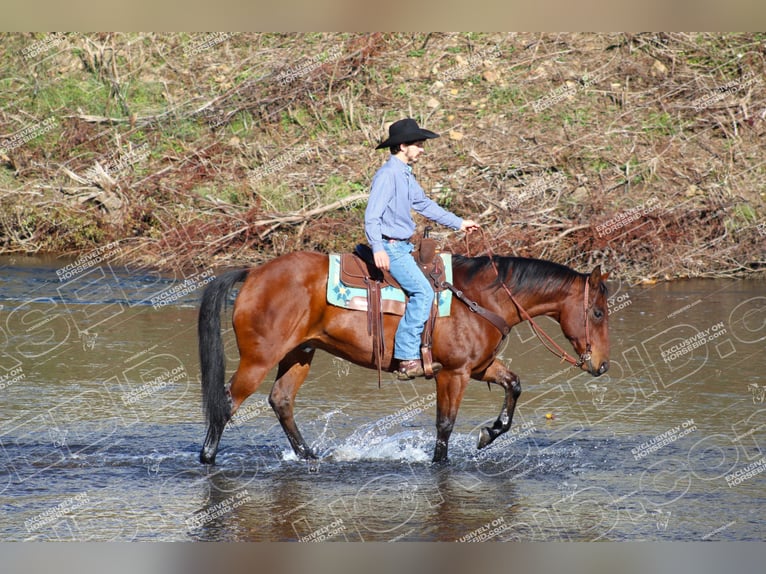 American Quarter Horse Castrone 12 Anni 160 cm Baio ciliegia in Clarion, PA