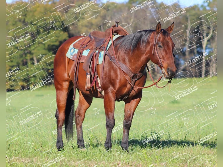 American Quarter Horse Castrone 12 Anni 160 cm Baio ciliegia in Clarion, PA