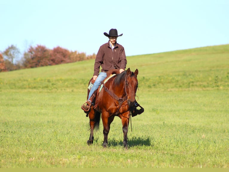 American Quarter Horse Castrone 12 Anni 160 cm Baio ciliegia in Clarion, PA