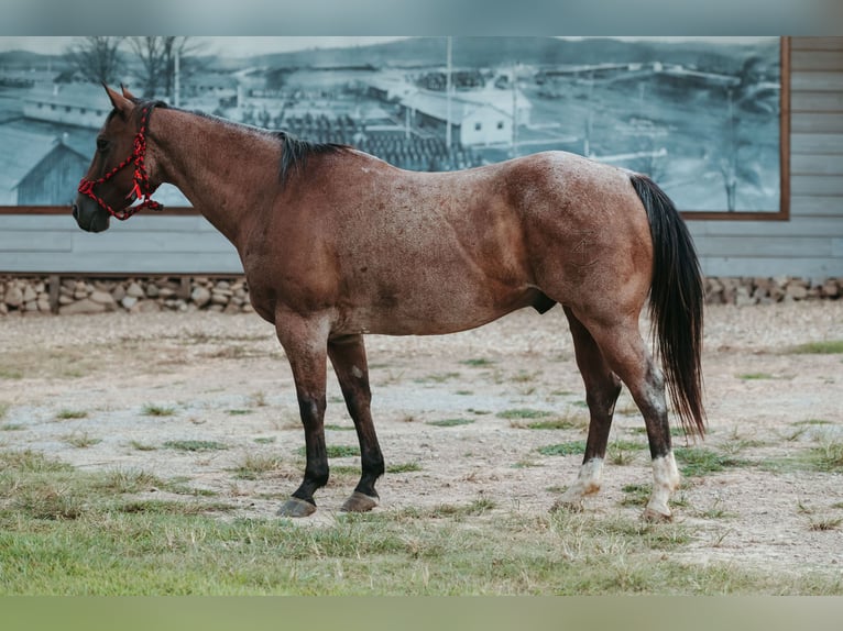 American Quarter Horse Castrone 12 Anni 160 cm Baio roano in Horton, AL