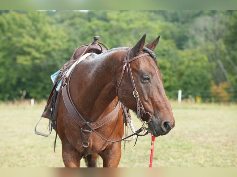American Quarter Horse Castrone 12 Anni 160 cm Baio roano in Needmore, PA