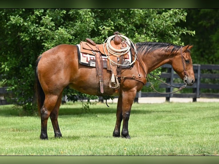 American Quarter Horse Castrone 12 Anni 160 cm Baio roano in Waco TX